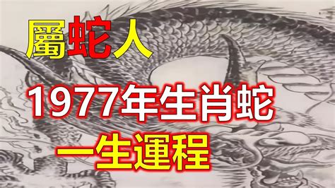 1977 屬蛇|關於1977年「生肖屬蛇人」，這一生命運如何？